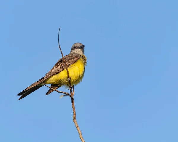 A yellow bird perched on the top of a tree branch