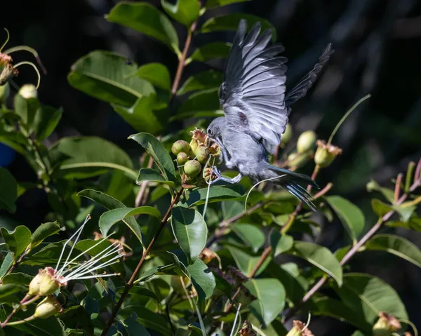 Śpiewający Ptak Jedzący Owoce Szczycie Drzewa — Zdjęcie stockowe