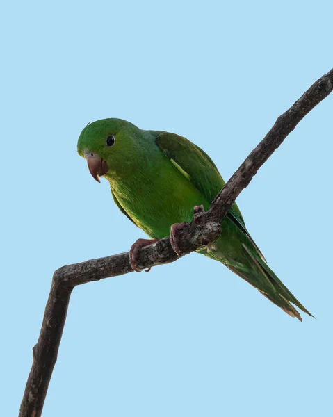 Зелений Папуга Гілці Дерева — стокове фото