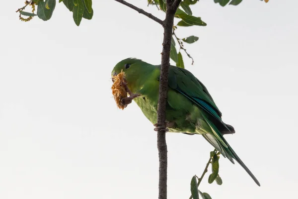Попугай Поедающий Кокос Ветке Дерева — стоковое фото