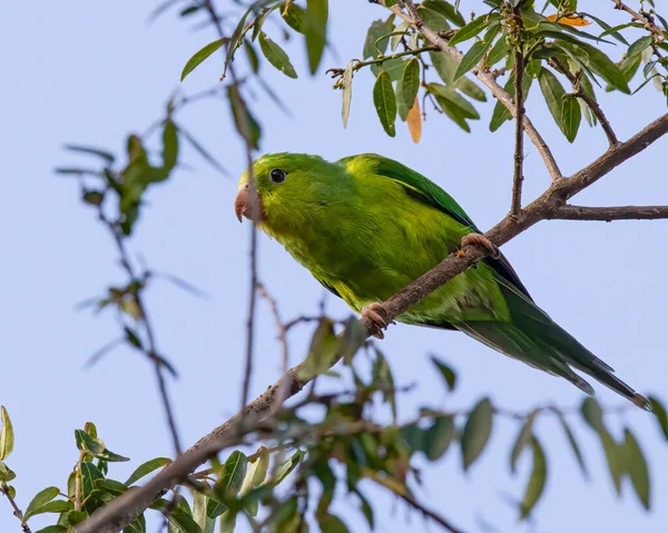Зеленый Попугай Сидит Ветке Дерева — стоковое фото