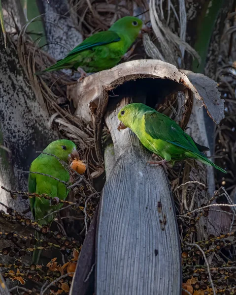 Einige Grüne Sittiche Essen Kokosnüsse Auf Einem Kokosnussbaum — Stockfoto