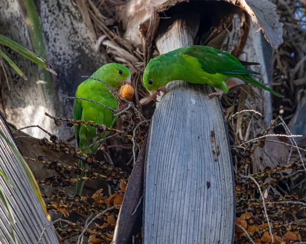 Une Paire Perruches Vertes Mangeant Des Noix Coco Sur Noix — Photo