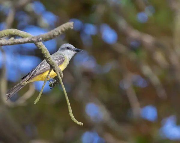 Ein Singvogel Sitzt Auf Einem Ast Und Sucht Nach Insekten — Stockfoto