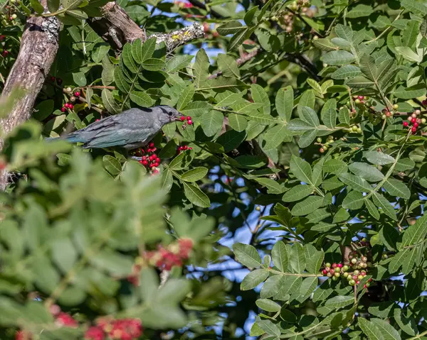 Küçük Açık Mavi Bir Kuş Ağaçta Tünemiş Küçük Kırmızı Meyveler — Stok fotoğraf