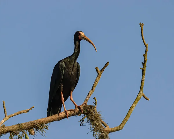 Seekor Burung Besar Beristirahat Atas Cabang Pohon — Stok Foto