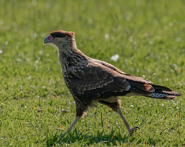 Young Bird Prey Warming Shining Sun — Stock Photo, Image