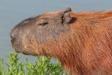 Kızıl saçlı bir kemirgen, uykulu, sabah güneşinin altında uyuyor.