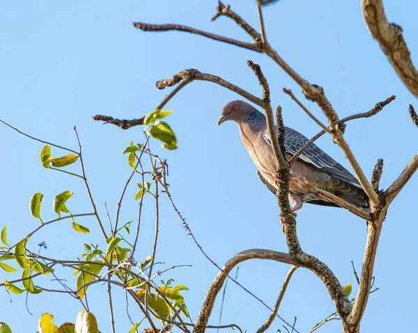 잎사귀없는 나무의 가지에 비둘기 — 스톡 사진