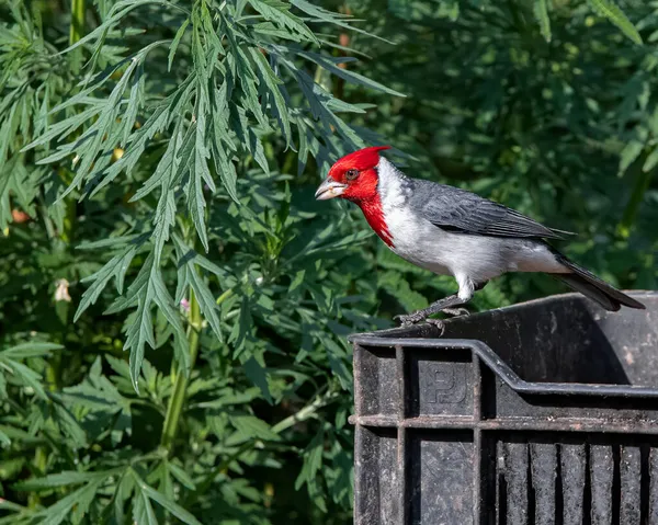 Pássaro Songbird Empoleirado Uma Caixa Lixo Procura Comida — Fotografia de Stock