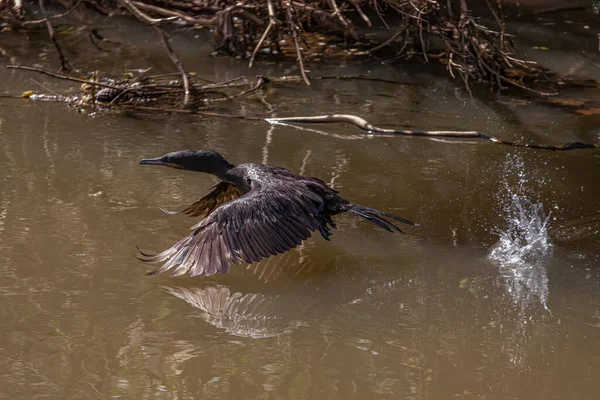 Cormorán Ojos Azules Despegando Río — Foto de Stock