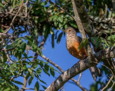 Ağaç dalına tünemiş, sabah güneşinin altında ısınan bir ardıç kuşu