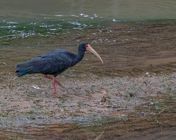 Pássaro Com Bico Estranho Procura Comida Rio Lamacento — Fotografia de Stock