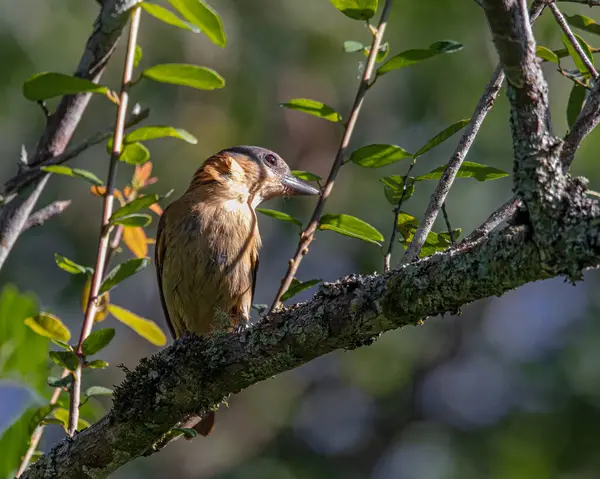 Petit Oiseau Chanteur Reposant Perché Sur Une Branche Arbre — Photo