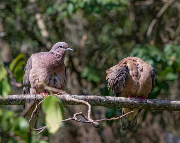 Couple Colombes Rangeant Les Plumes Par Matin Été Ensoleillé — Photo