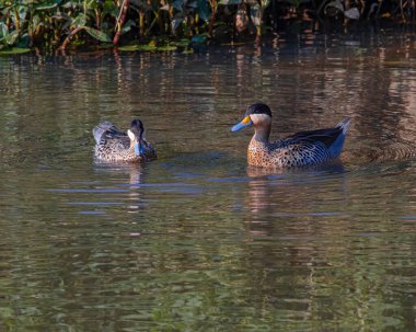 Nehir kıyısında yüzen bir çift deniz taşı.