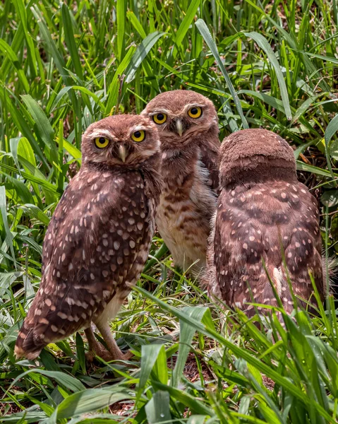 A gang of young owls chatting while waiting for sunrise