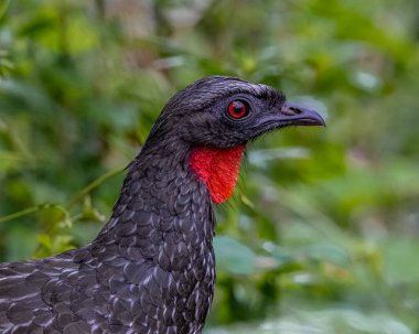 Kırmızı gözlü büyük bir kuşun portresi. 