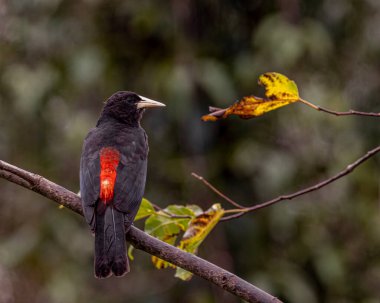 Siyah bir kuş, kırmızı bir sırt ve mavi gözler, bir ağaç b üzerine tünemiş