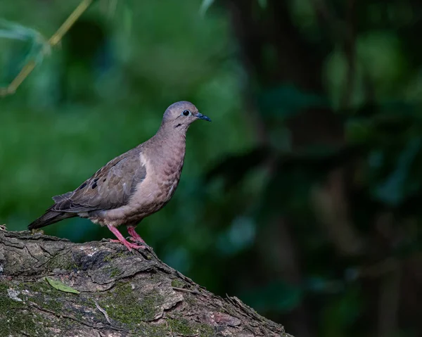 Eine Kleine Taube Thront Auf Einem Baumstamm — Stockfoto
