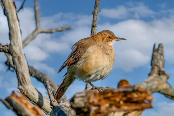 Güneşin Isıttığı Küçük Bir Kuş Ağaç Dalında Oturuyor — Stok fotoğraf