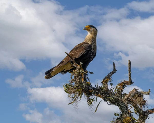 Bird Prey Perched Top Tree — Stock Photo, Image