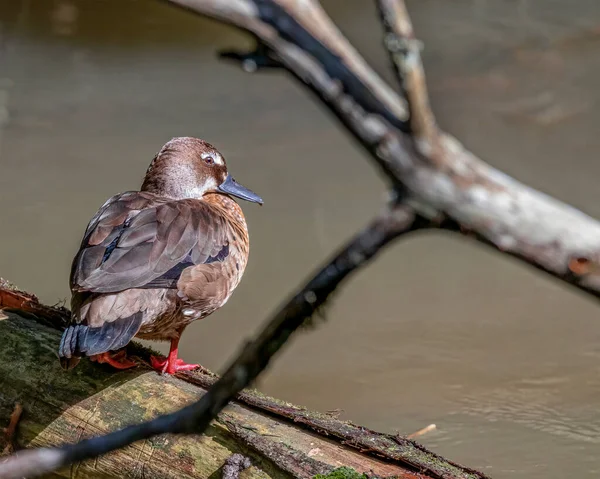 Une Petite Sarcelle Reposant Sur Tronc Arbre Mort Sur Rivière — Photo