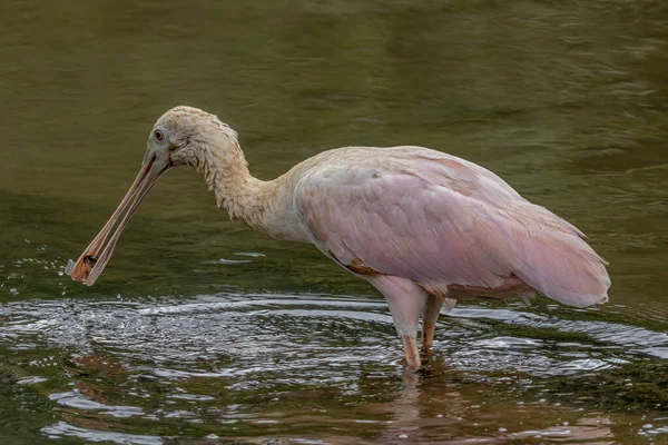 Ein Vogel Mit Einem Fisch Schnabel — Stockfoto