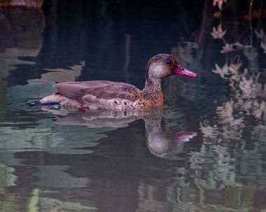 Gölgeli nehir kıyısında küçük bir deniz mavisi yüzüyor.