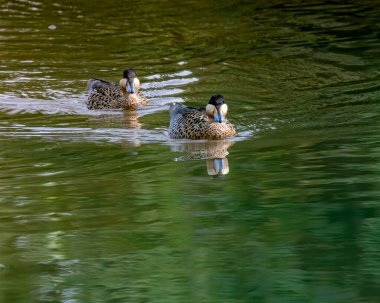 Nehir boyunca yüzen bir çift fok.