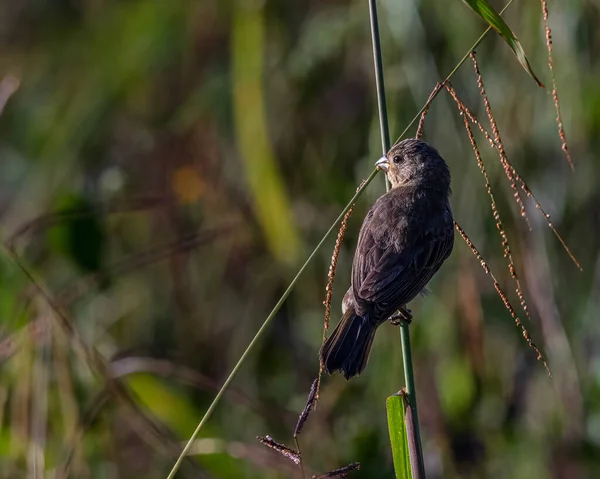 Ein Kleiner Saatfressender Vogel Hockt Auf Grashalmen — Stockfoto