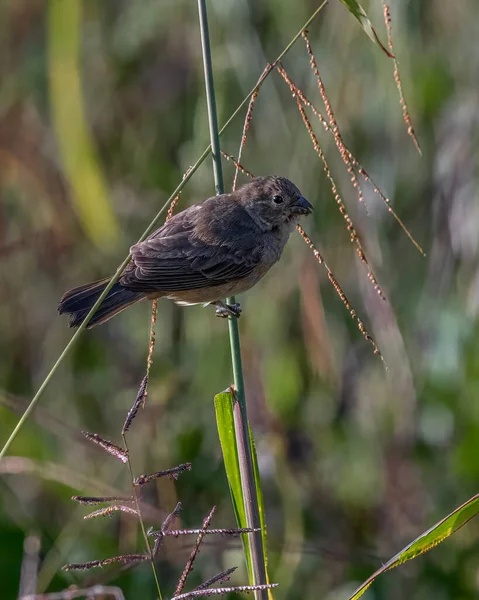 草茎に小さな種を食べる鳥 — ストック写真