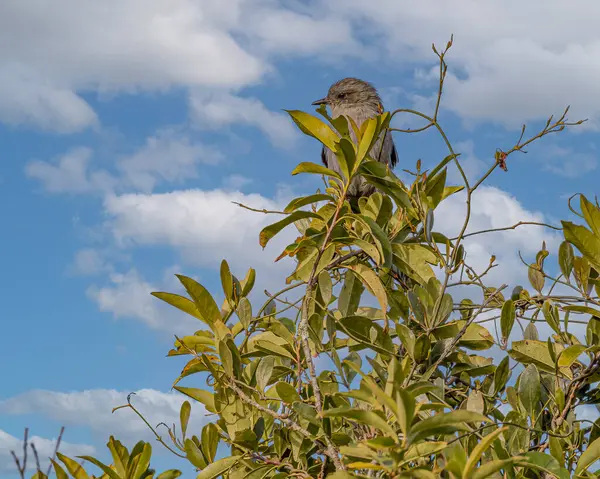 Bir Ağacın Tepesine Tünemiş Küçük Bir Kuş — Stok fotoğraf