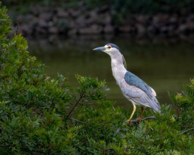 Bir ağacın tepesine tünemiş balıkçıl.