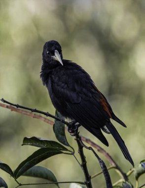 Bir ağacın tepesine tünemiş siyah bir kuş