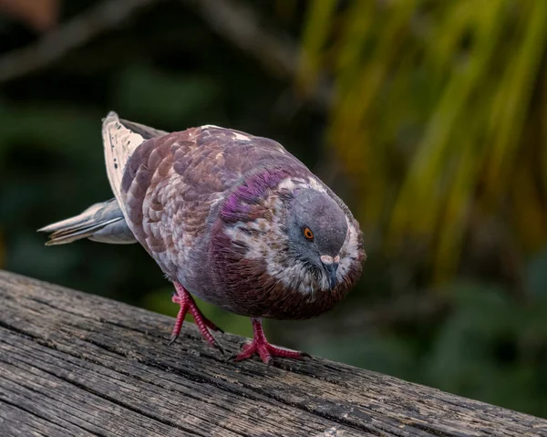 鳩は女の鳩に魅力を与えようとする — ストック写真