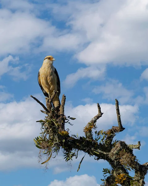 Bird Prey Perched Top Dead Tree — Stock Photo, Image