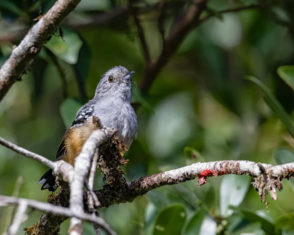 Shy Bird Perched Tree Branch — Stock Photo, Image