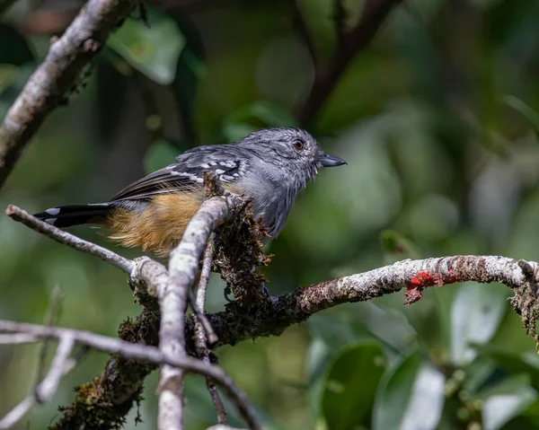 Pájaro Tímido Posado Una Rama Árbol — Foto de Stock