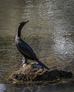 Sabah güneşi altında tüylerini kurutan bir karabatak.