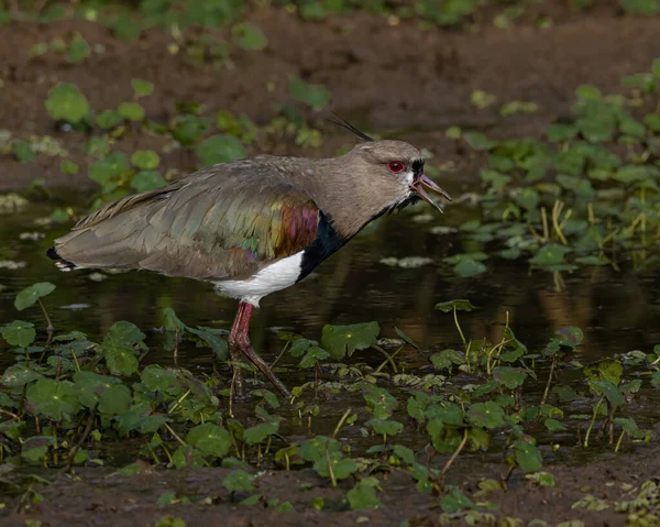 Pájaro Colorido Gritando Pantano — Foto de Stock