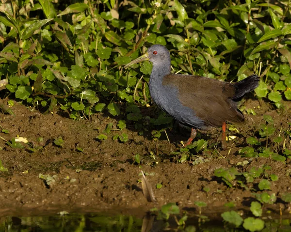 Ein Vogel Auf Nahrungssuche Sumpfufer — Stockfoto