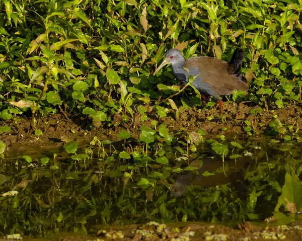 Ein Vogel Auf Nahrungssuche Sumpfufer — Stockfoto