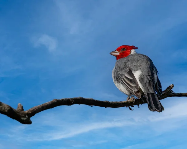 Птица Сидела Ветке Дерева — стоковое фото