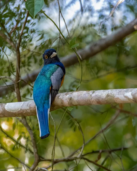Oiseau Multicolore Perché Sur Une Branche Arbre — Photo