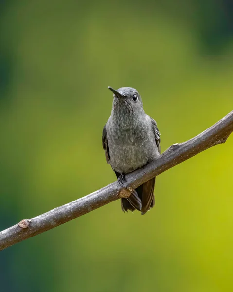 Maličký Kolibřík Sedící Trru Větve — Stock fotografie