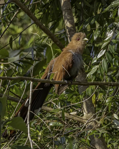 Kırmızı Gözlü Uzun Kuyruklu Bir Kuş Bir Ağaç Dalına Tünemiş — Stok fotoğraf