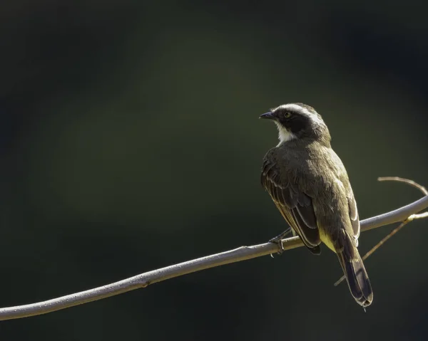 Oiseau Poitrine Jaune Perché Sur Une Branche Arbre — Photo