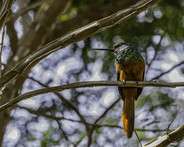 Pássaro Multicolorido Bico Longo Empoleirado Galho Árvore — Fotografia de Stock
