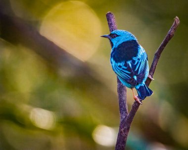 Bir ağaç dalına tünemiş mavi bir kuş